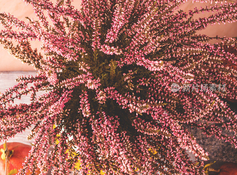 Calluna vulgaris，石南花或Erica。秋天的心情